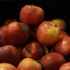 Avatar von Applicious